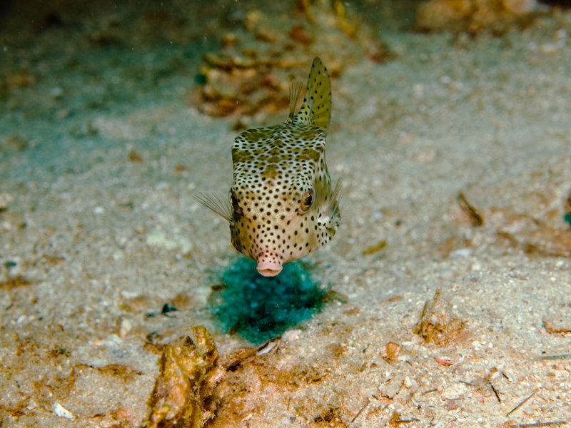 Boxfish